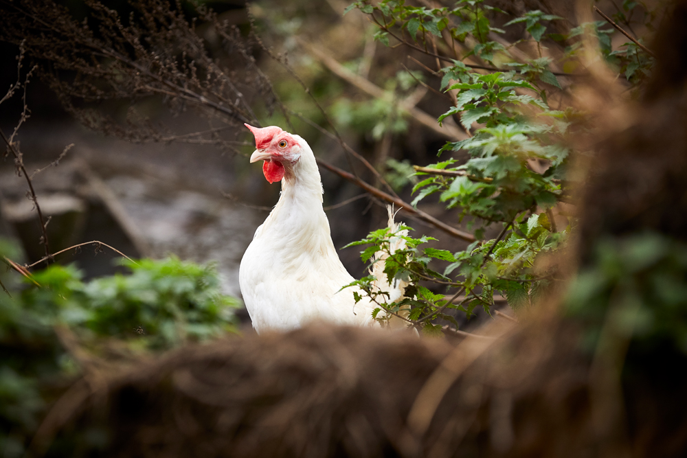 JANNICK RATZER PETERSEN
