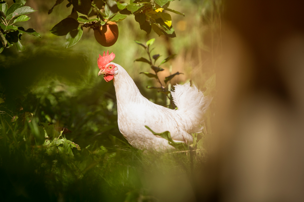 BRITTA LASSE CHRISTENSEN