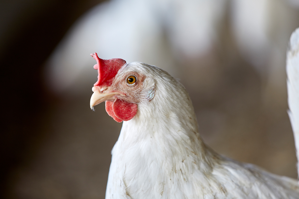 ALEXANDER SCHLIEMANN