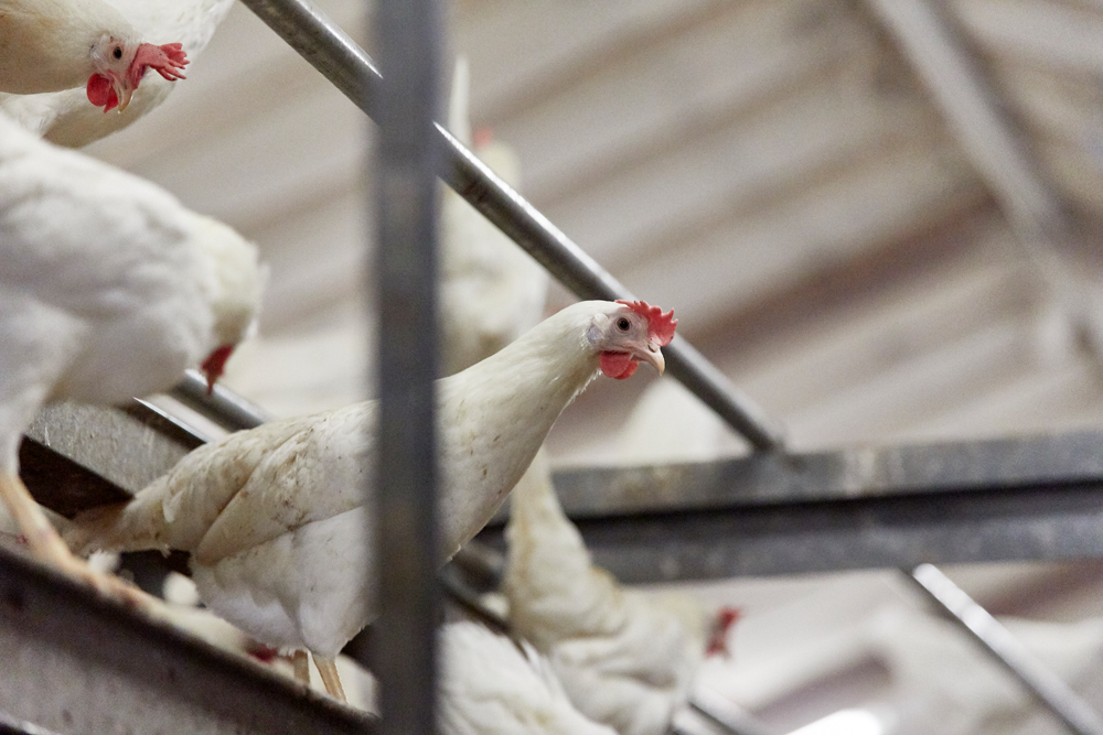 ELVIGGÅRDS HØNSERI